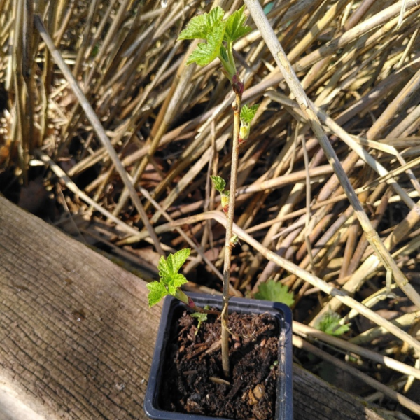 Plant de cassis de mon jardin
