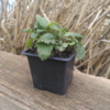 Plant de Mélisse Officinale de mon jardin