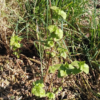 Plant de cassis de mon jardin – Image 2