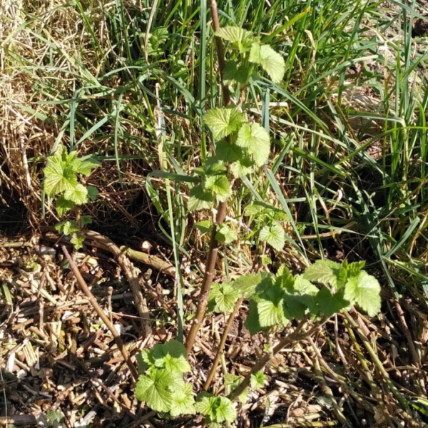 Plant de cassis de mon jardin – Image 2