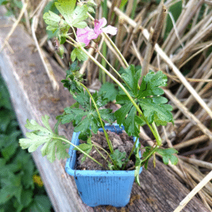Plant de géranium vivace rhizomateux de mon jardin